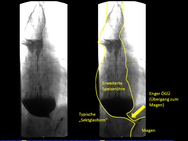 Diagnostik Übersicht 2743