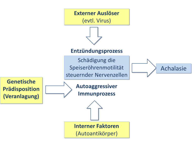 Mechanismen Ursachen Achalasie Info